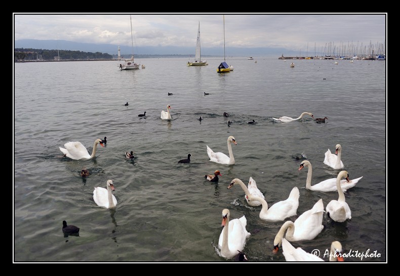 097 La rade avec ses multiples oiseaux